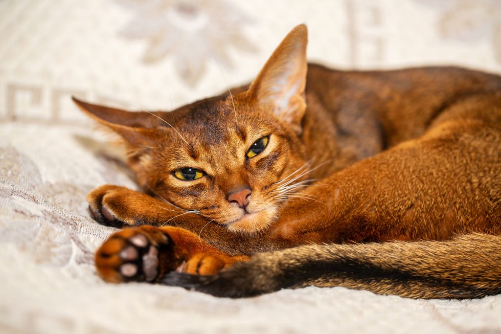 Az abesszin cicák rendkívül aktívak és játékosak, emellett hűségesek is, folyton követik a gazdájukat mindenhova.