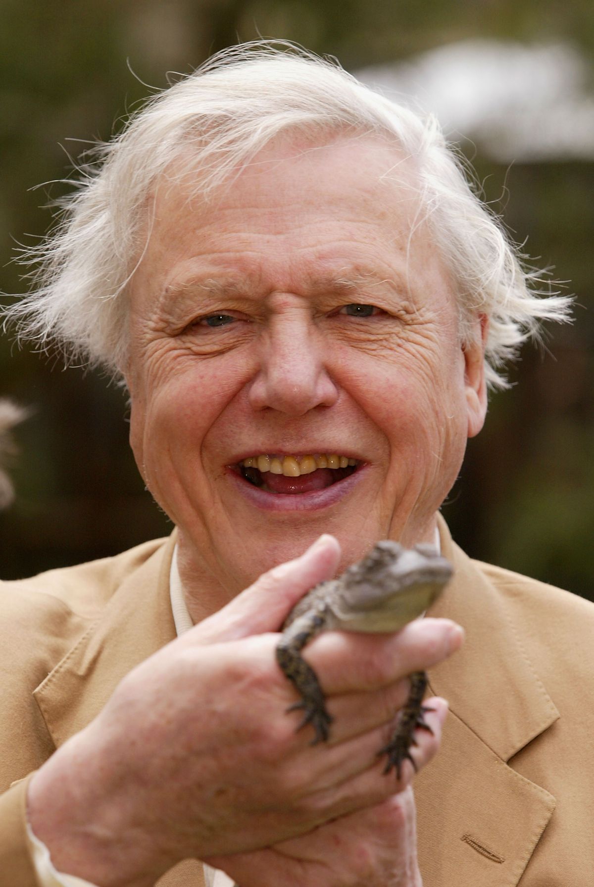 david attenborought természettudós idén száz éves. A képen egy békát fog