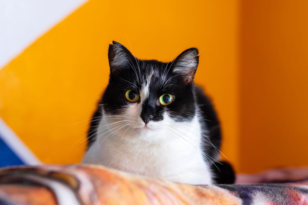 Ha nem szeretnél cicát vásárolni, helyette inkább örökbe fogadnál, akkor a házi macska is remek választás lehet. Ez a fajta szintén nagyon játékos.