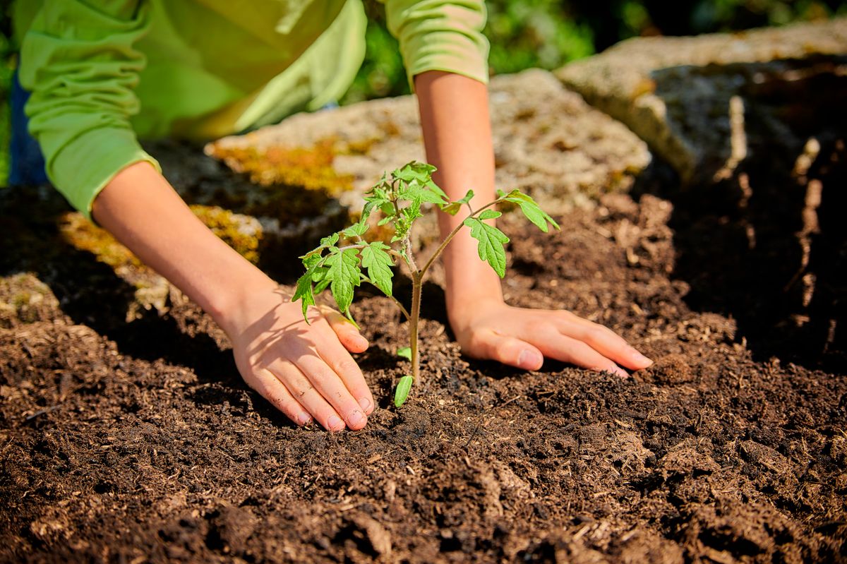 A fagyosszentek idején a frissen kiültetett palánták különösen érzékenyek a hajnali lehűlésekre