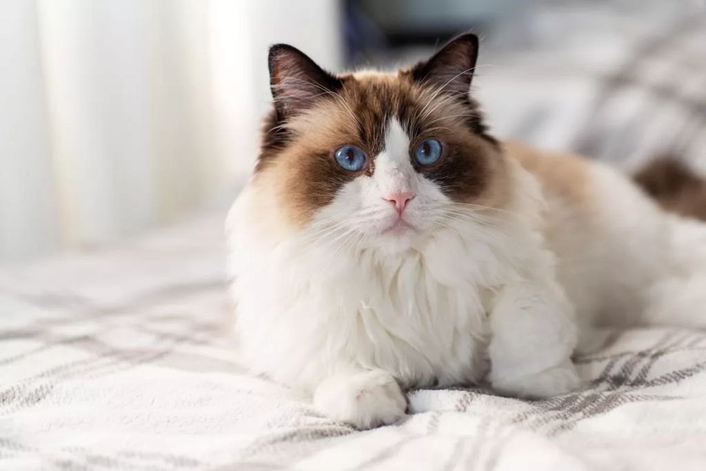 A ragdoll cicák szelídek, türelmesek és ragaszkodóak. Nem agresszívak, így gyerek mellé tökéletes választás lehet.
