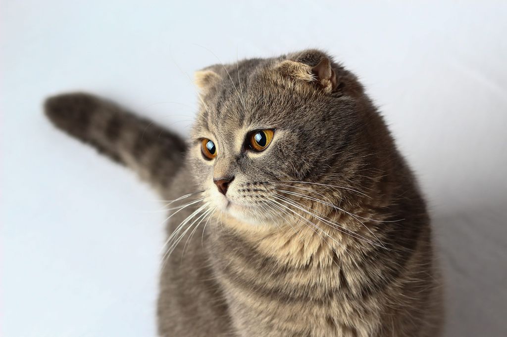 A skót lógófülű cicusok is békés, ragaszkodó típusok, imádnak az emberek közelében lenni.