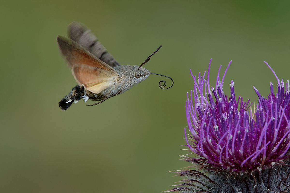 magyar kolibri