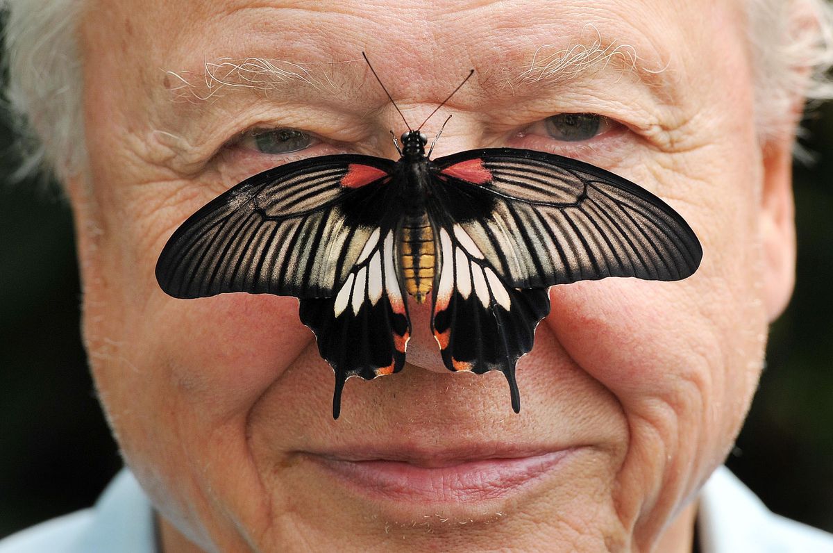 David Attenborough hangja a filmekben