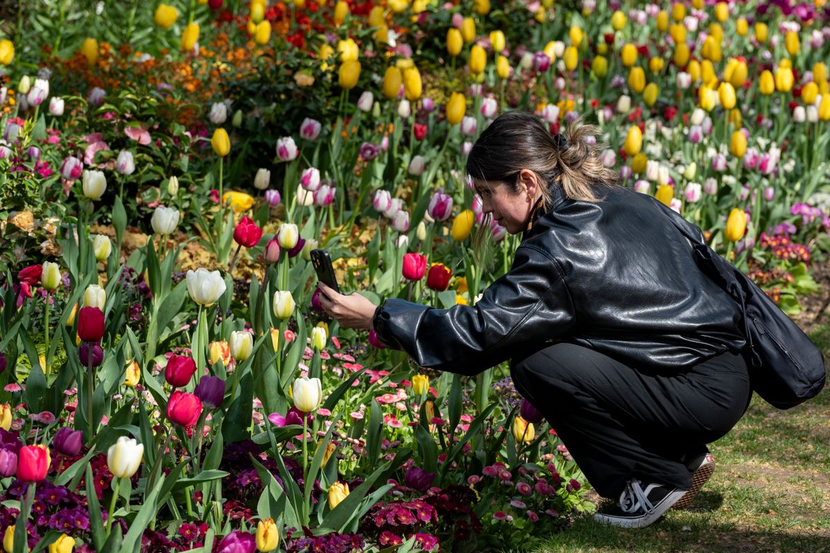 Woman taking pictures on her smartphone of Spring tulips on Easter Sunday in St James's Park on 5th April 2026 in London, United Kingdom. St James's Park is a 23-hectare urban Royal Park in the City of Westminster, central London. (photo by Mike Kemp/In Pictures via Getty Images)