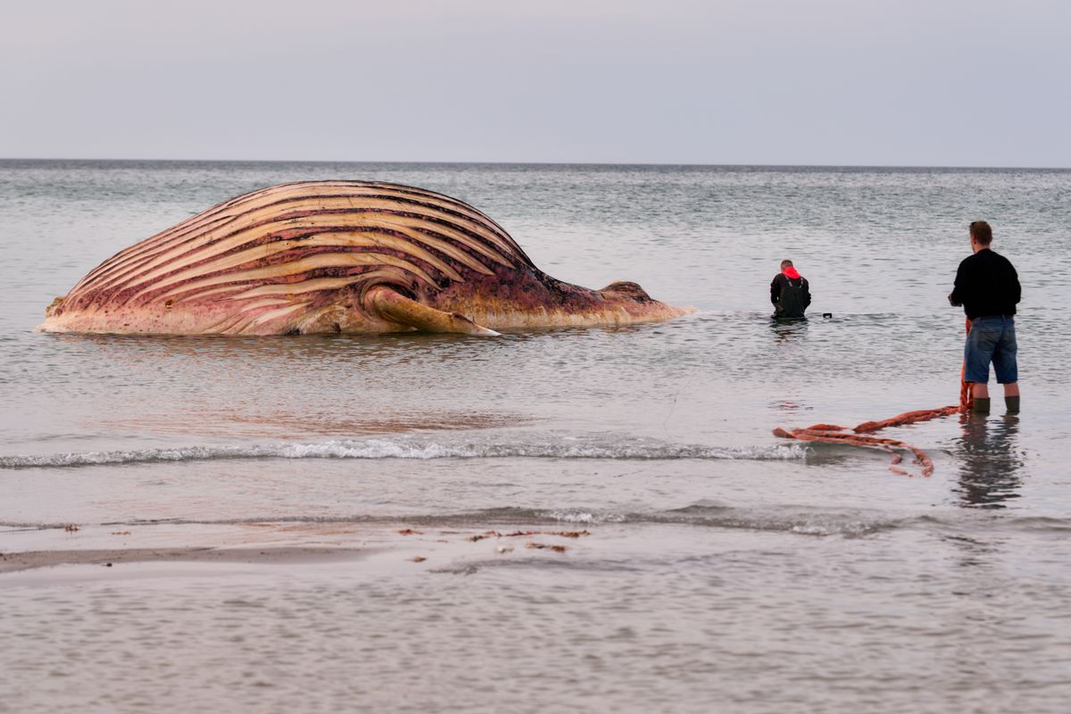 29 May 2026, Denmark, Anholt: The dead whale lies bloated off the Danish island of Anholt. Preparatory measures for the recovery of the animal have begun on the beach. It is the humpback whale known as Timmy, which first beached off Timmendorfer Strand at the end of March and was transported to the North Sea around a month later. Photo: Marcus Golejewski/dpa (Photo by Marcus Golejewski/picture alliance via Getty Images)