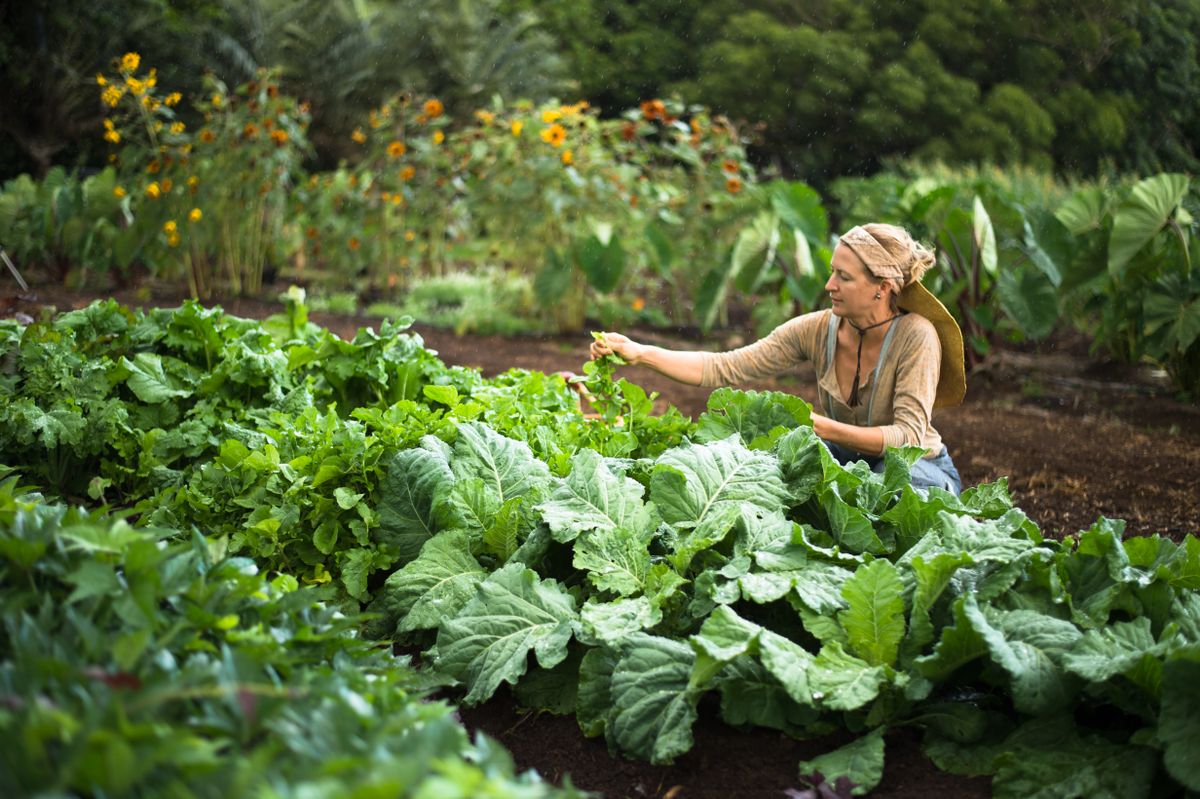 A woman in her 30's wearing a sun hat and rubber boots works her organic garden in the mid day sun. Vegetables and orange flowers are in the background. She is collecting vegetables. Small organic farm in Hawaii.