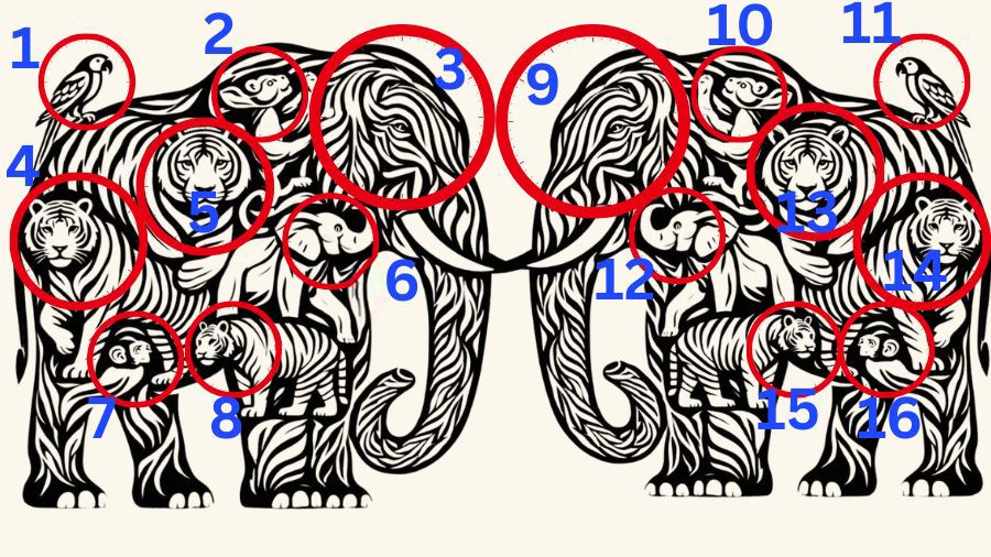 How many animal can You see-solution - 40