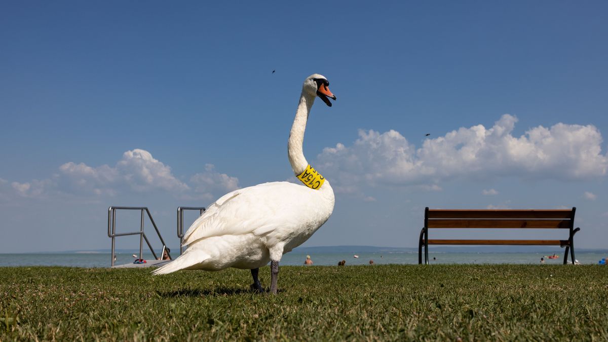 Balaton partján álló fehér hattyú. 