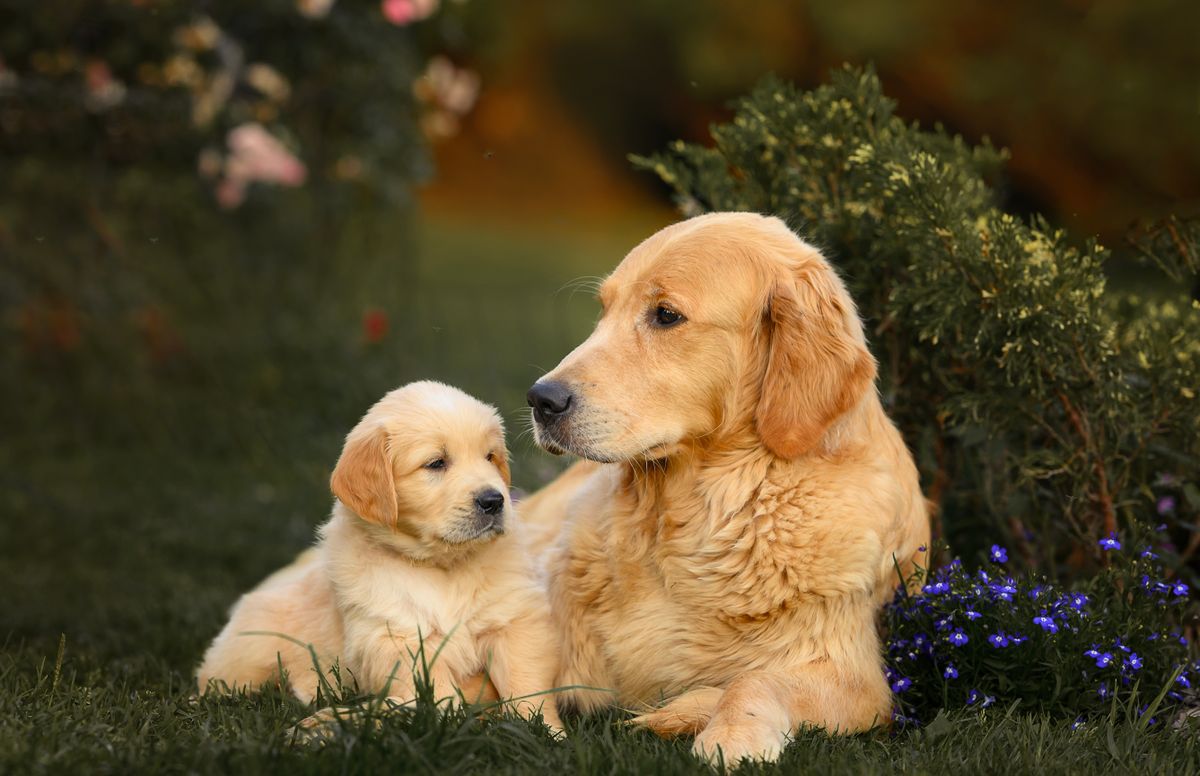 Golden retrieverek békésen pihennek a kertben.