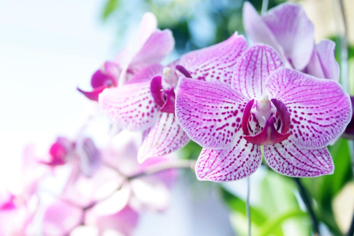Bizonyos orchidea fajták a kertedben is jól érezhetik magukat.