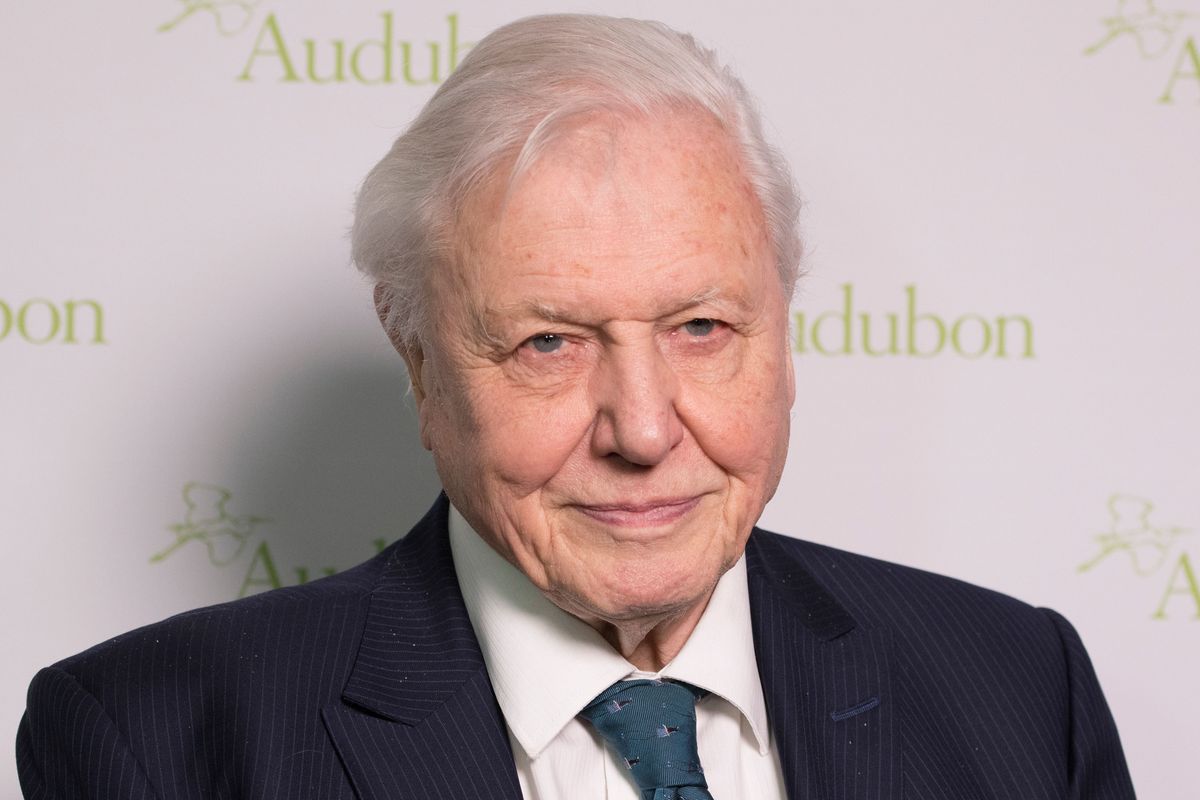 David Attenborough a természetfilmezés ikonja, aki 100 évesen is inspirálja a világot.