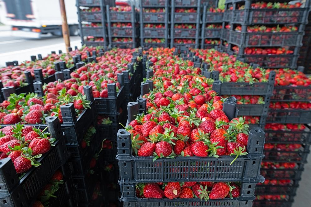 Mérgező eper és razzia