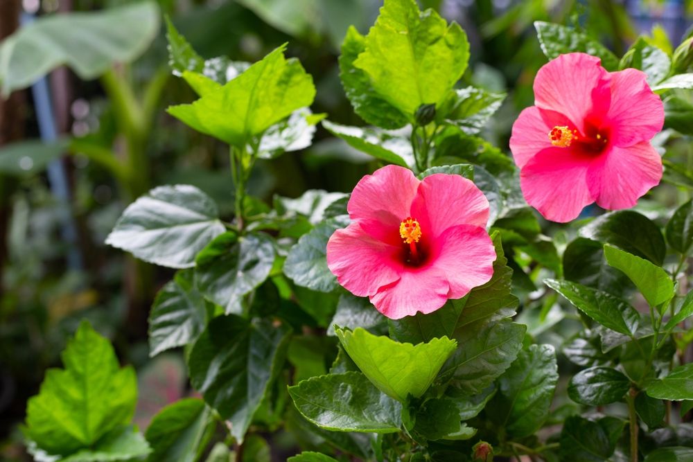 nyári virágok: hibiszkusz