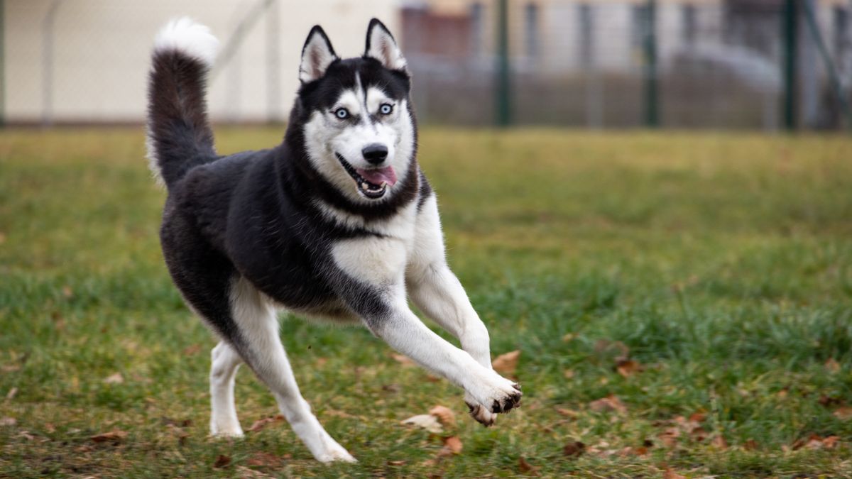 Husky szaladgál a kertben, ugyanis nagy mozgásigényű kutya.. 