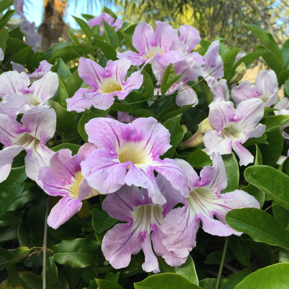 Asarina Scandens Vine, nyári virágok