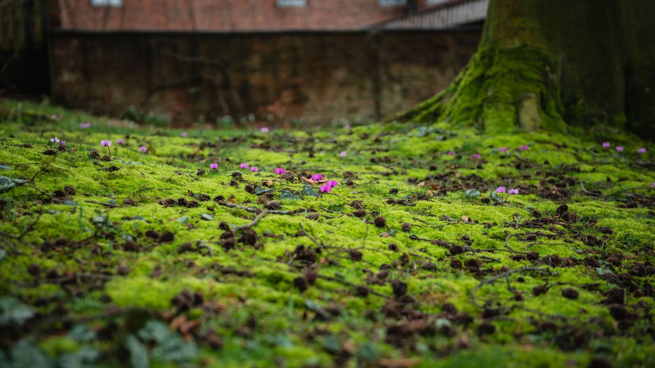 Wildflowers grow on moss in a semi-wild garden.