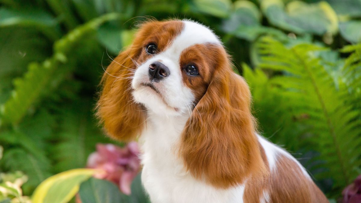 A avalier King Charles spániel rendkívül aranyosan néz a kamerába.