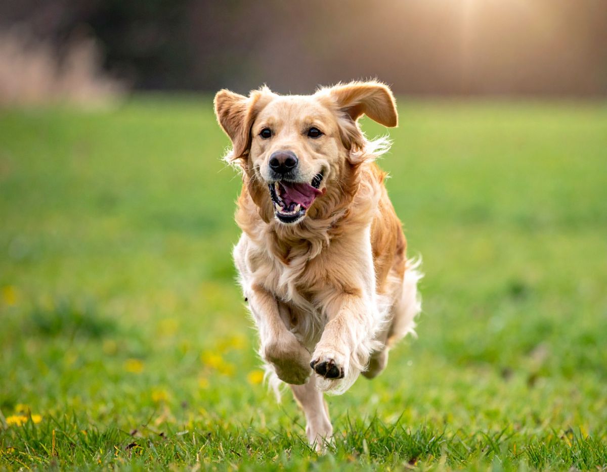 Happy Golden Retriever Dog Running on Green Grass Field for Pet Animal Object and Canine Concept