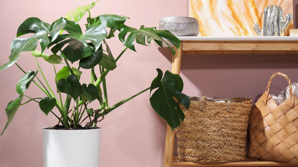 Monstera növény áll egy lakásban, hogy segítse a párologtatási folyamatokat. 