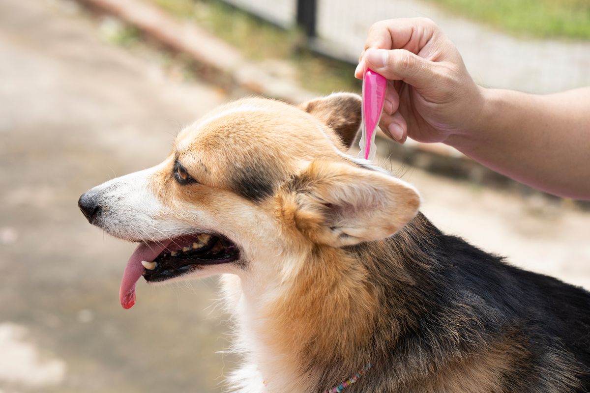 Close up a man applying tick and flea prevention treatment and medicine to his corgi dog or pet