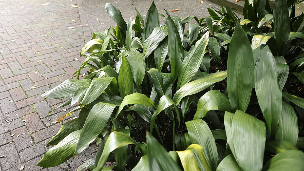 Foliage plant Variegated cast-iron plant Low-maintenance In Chinese, it is called the "Spider hugs egg" plant because its purple, ground-level flowers look like a spider holding an egg.