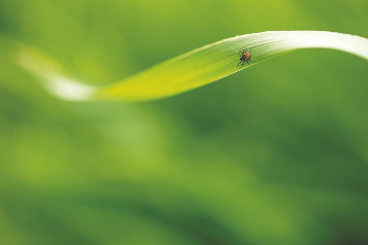 Tick (Ixodes ricinus) waiting for its victim on a grass blade - parasite potentionally carrying dangerous diseases