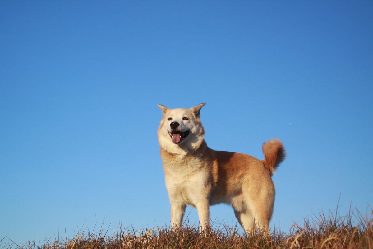 akita