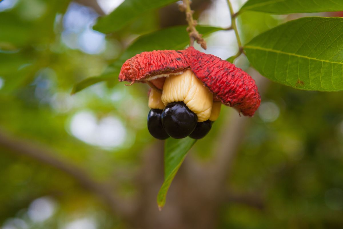 A jamaikai ackee a szigetország nemzeti étkeinek egyik fontos alapanyaga. Éretlen állapotban rendkívül mérgező, a halálos ételek közé tartozik.