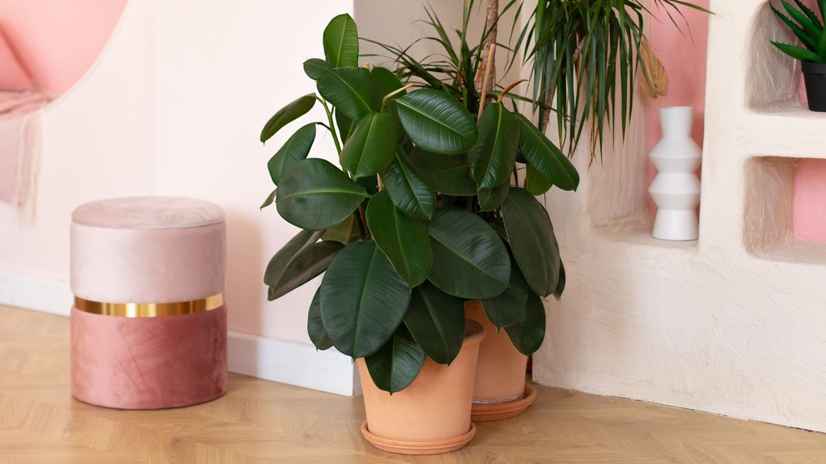 Green ficus plants in terracotta pots in the living room. Ficus elastica plant plant (rubber tree, black ficus, black prince) planted in ceramic pot in interior at home. Houseplant care concept.