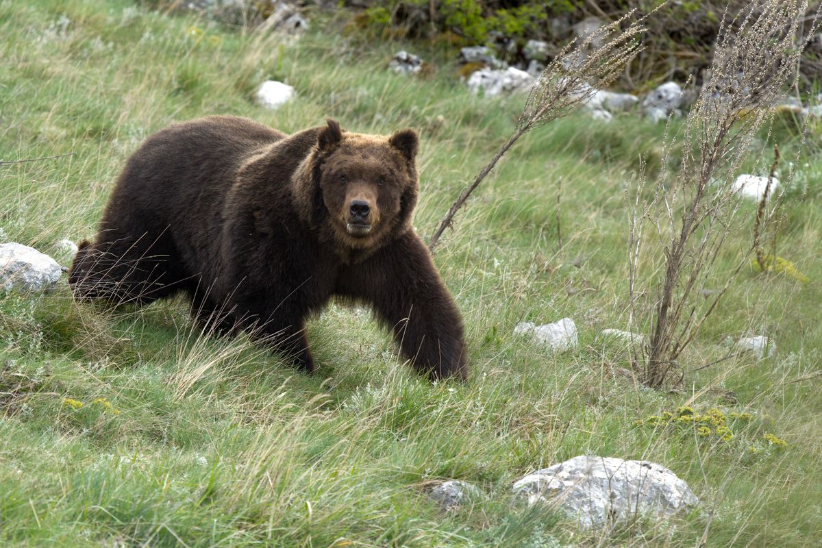 Medveészlelések az Aggteleki Nemzeti Parkban