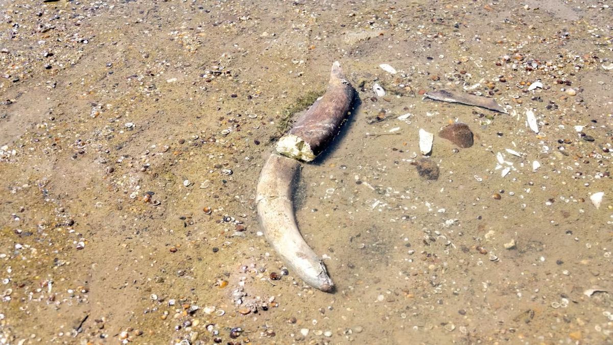 Mamutmaradványok kerültek elő a kiszáradó Dunából