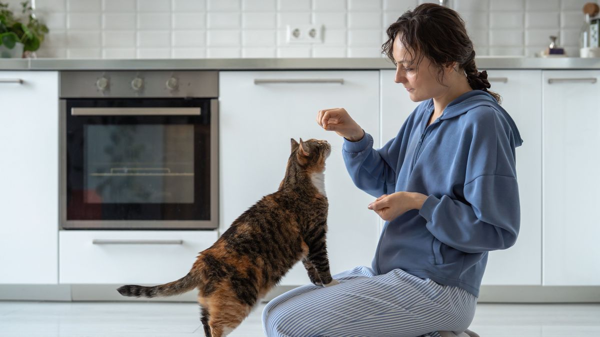 Nem a macska simogatásával juttathat a parazita leggyakrabban a szervezetünkbe, a nem megfelelő higiéniás szokások miatt fertőződhetünk meg.