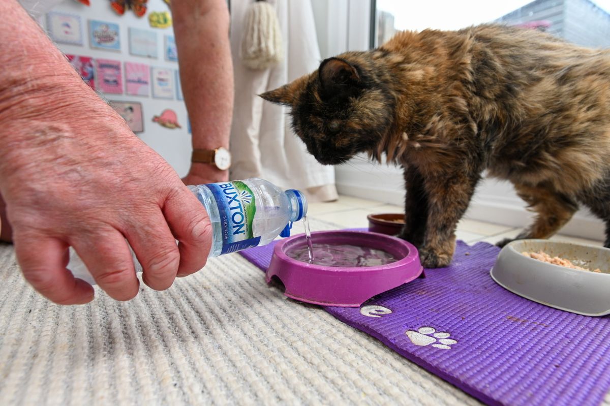 A világ legöregebb macskája, Millie: a tenyerén hordozza a gazdája