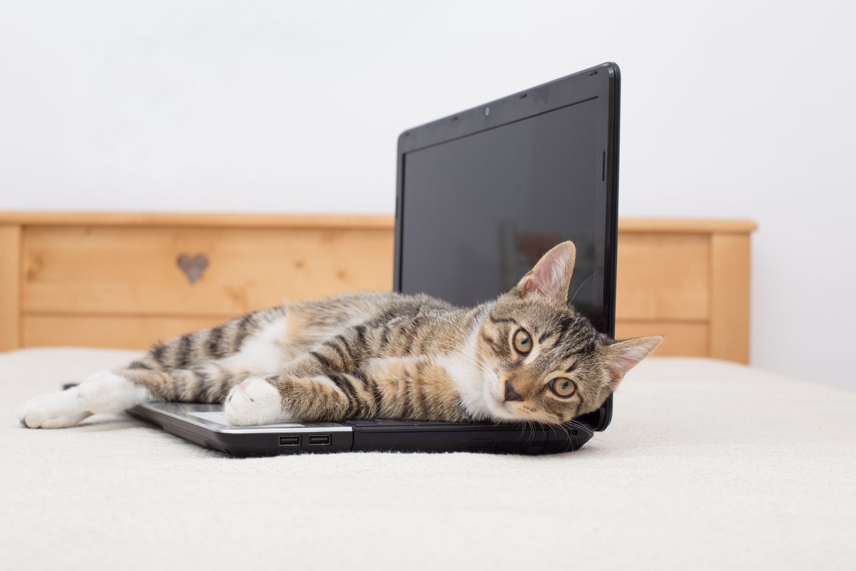 Macskagazdik, figyelem! Ezért vonzó a cicának a laptopod.