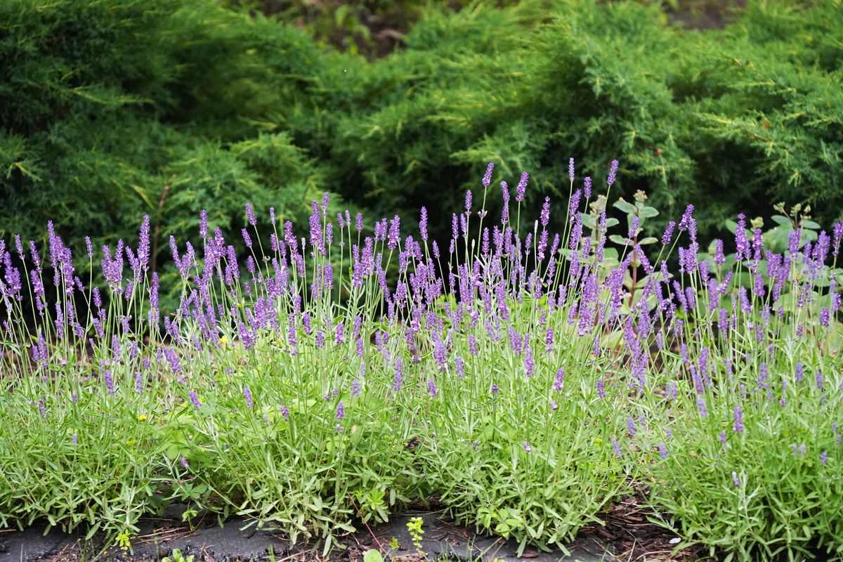 Lavender (Lavandula angustifolia) blooming in a summer garden close-up
