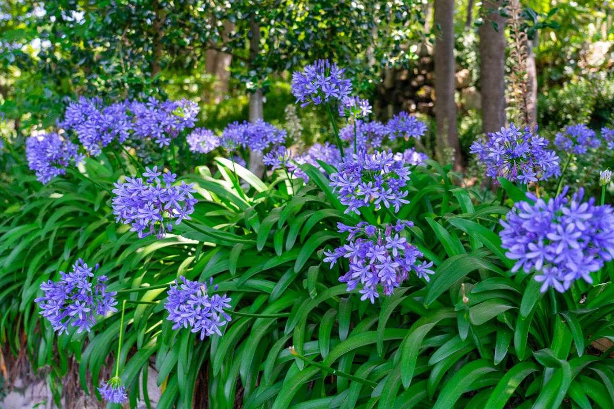 beautiful agapanthus africanus flowers in the Jardins do Palacio de Cristal Crystal Palace gardens .