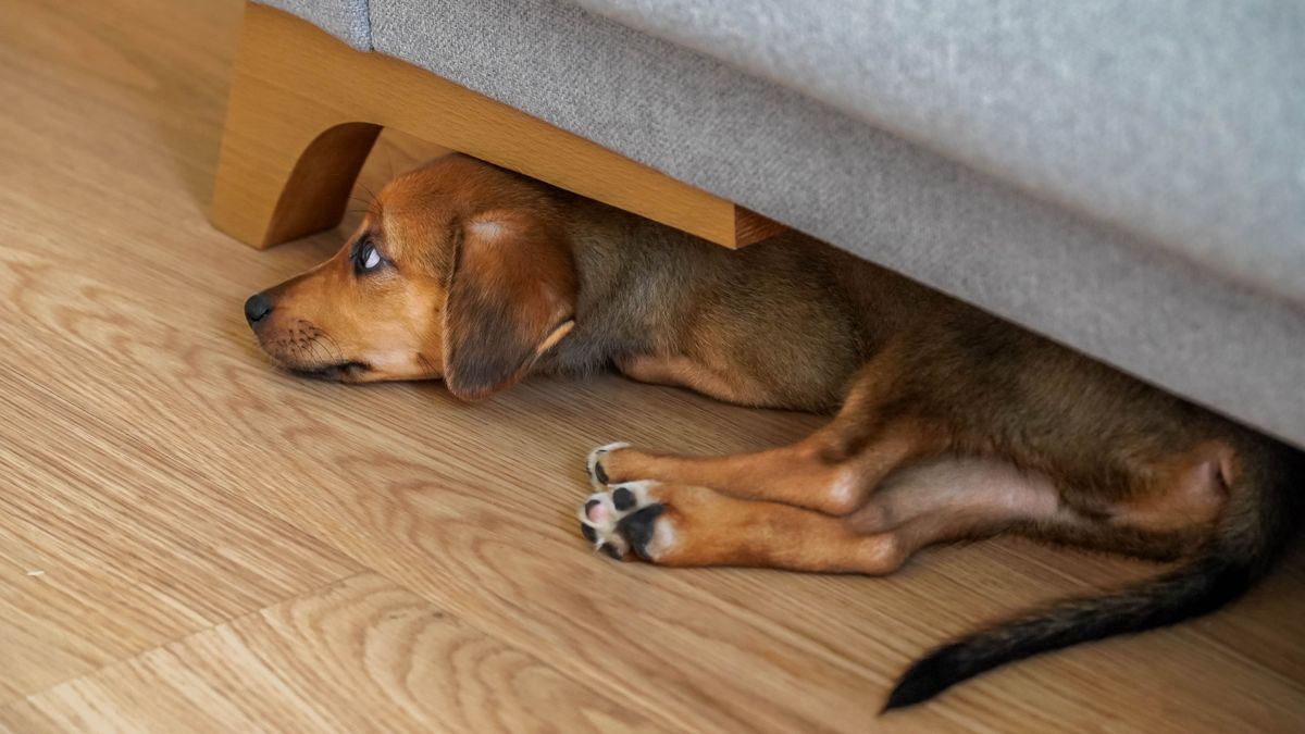 Stresszes lehet a kutya, ha elbújik, vagy a megszokottnál többször vonul el.
