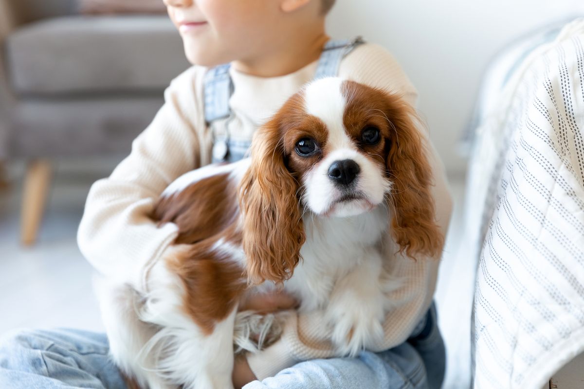 A little poppy of Cavalier King Charles Spaniel sits at the white room