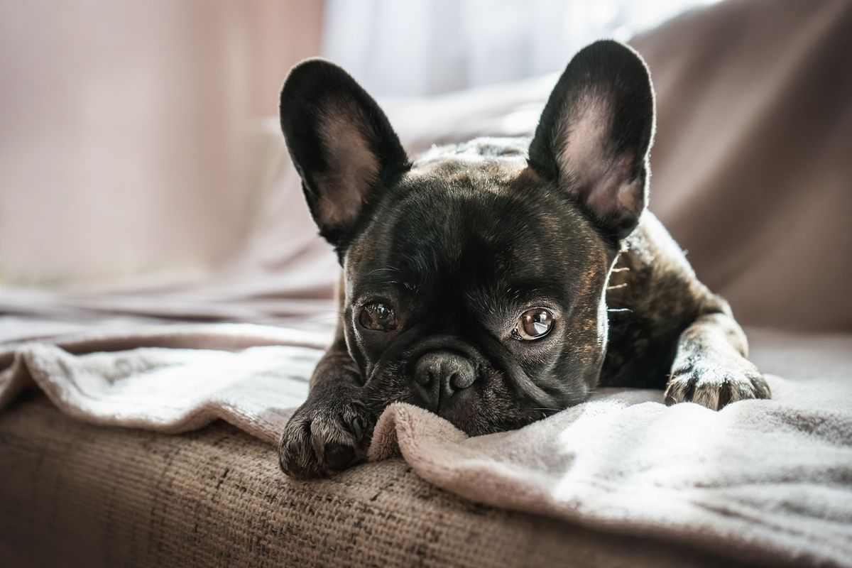 A francia bulldog általában csendes típus.