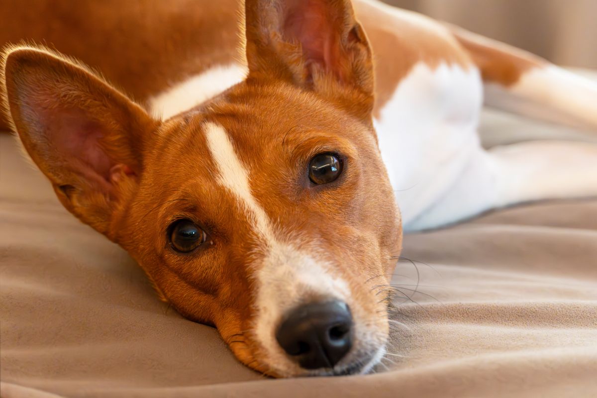 A basenji a legcsendesebb kutyafajták egyike.
