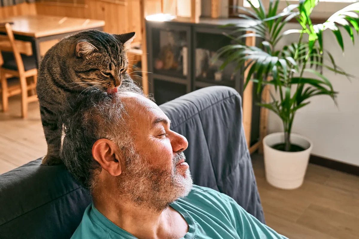 Tabby,Cat,Licking,Head,Of,Bearded,Man,In,Living,Room.