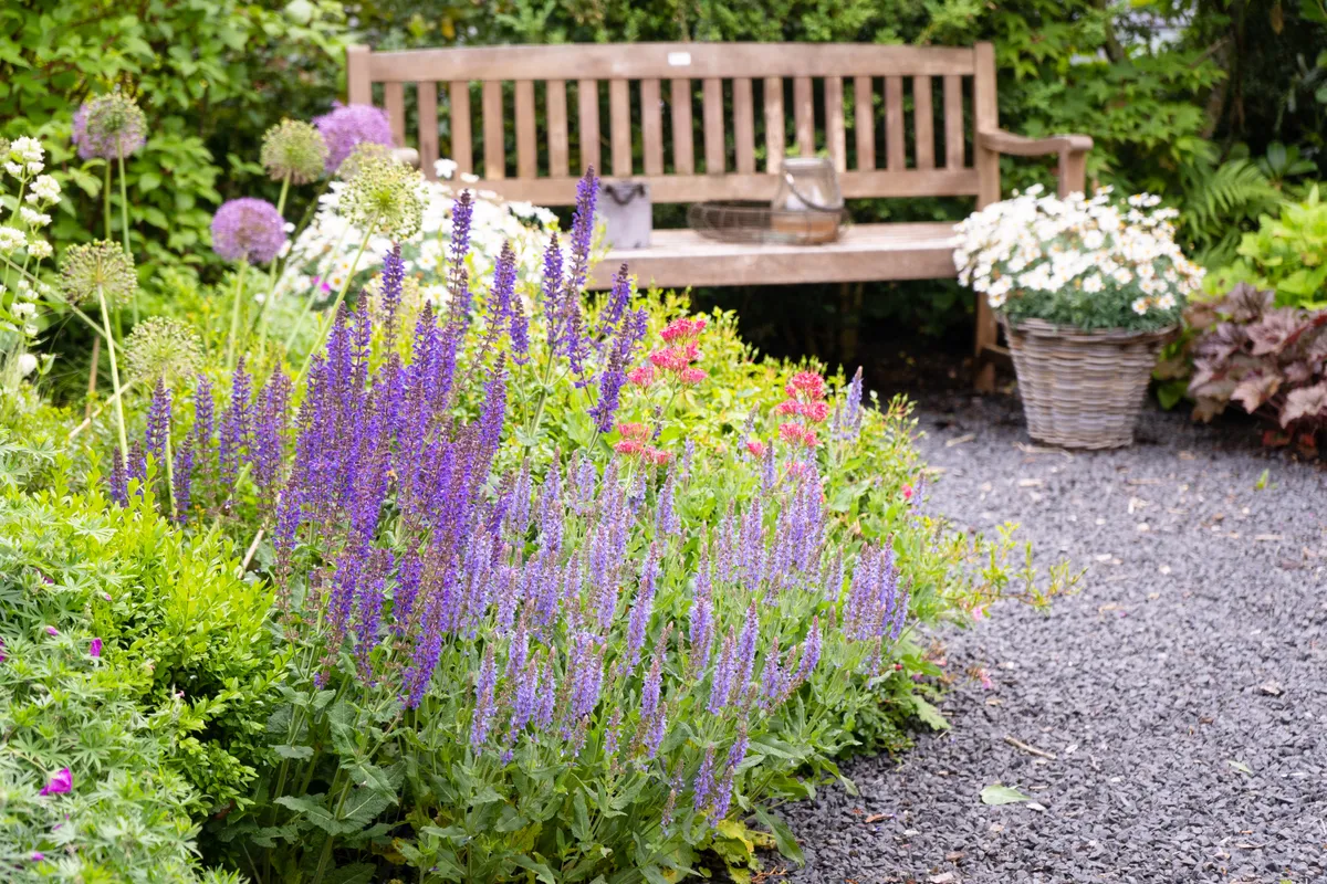 Beautiful,Blue,Woodland,Sage,Salvia,Nemorosa,And,Purple,Sensation,Allium