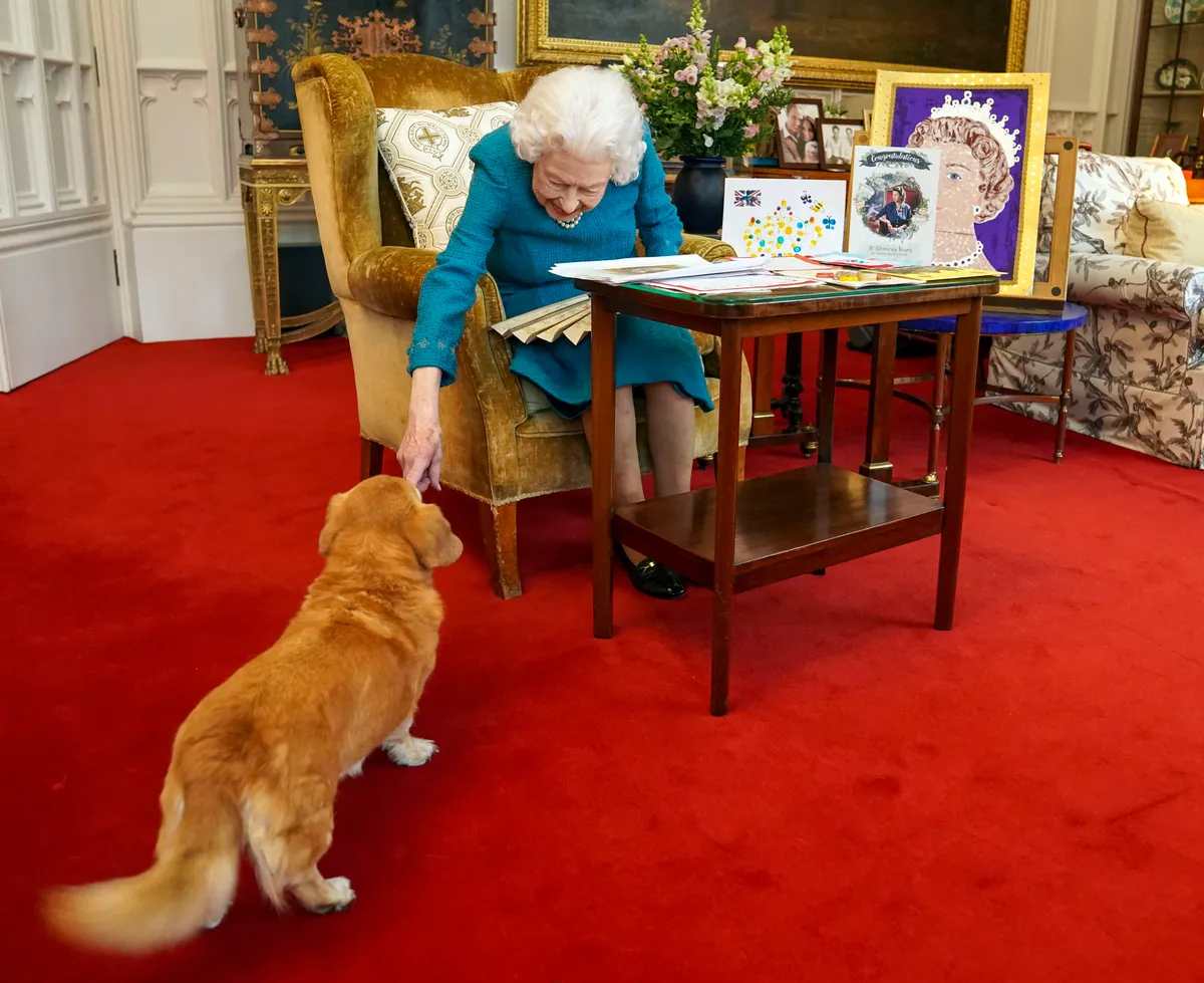 A pogácsákat többnyire a corgik ették meg.