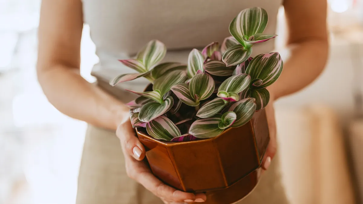Woman holding potted plant indoors