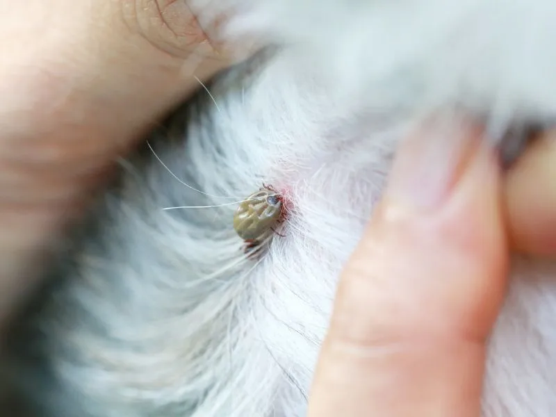 A kullancs állatokra is veszélyes