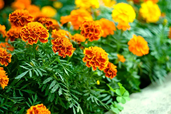 Thinkstock