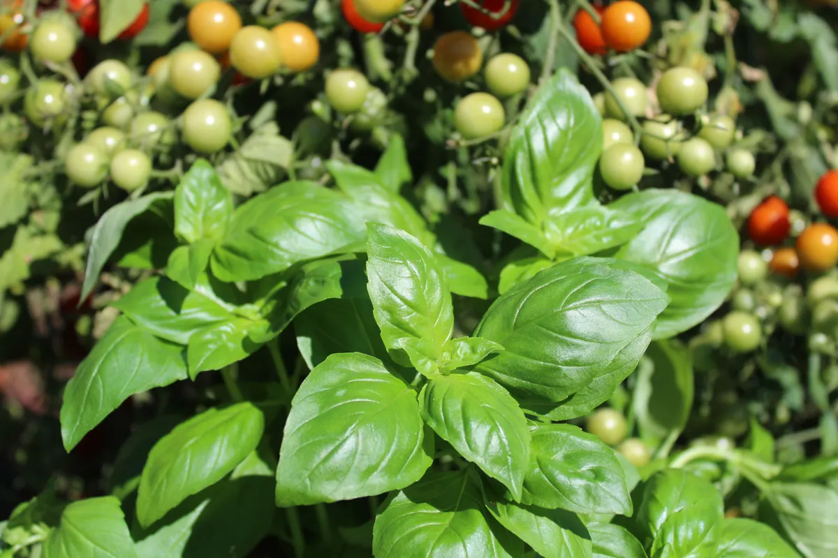 basil and tomatoes in the garden