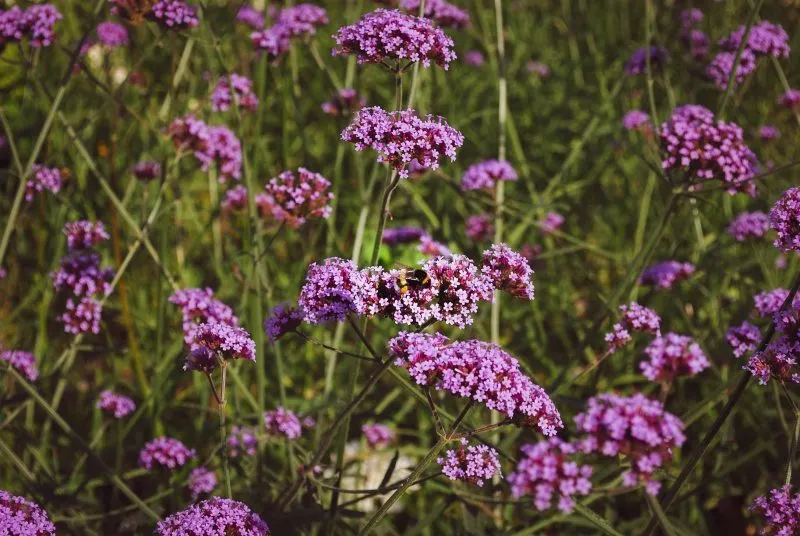 kevés vizet igénylő verbena