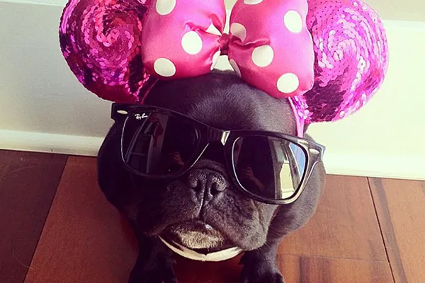 Forrás: Instagram/Trotterpup Forrás: Instagram/Trotterpup